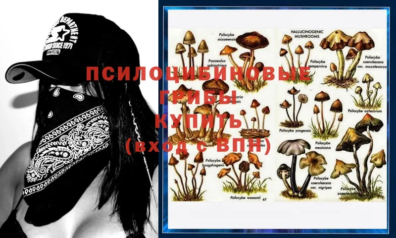 Псилоцибиновые грибы MAGIC MUSHROOMS  закладка  Игра 